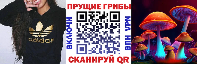 blacksprut онион  Тула  Псилоцибиновые грибы мицелий 